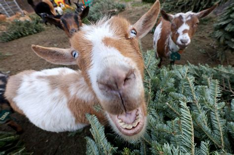 Looking to get rid of your Christmas tree? Bring it to a farm. Goats love to chow down.