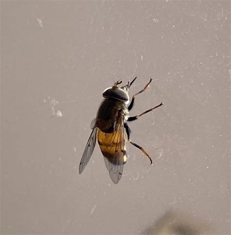 Looks like a bee but head of a fly? : r/whatsthisbug - Reddit