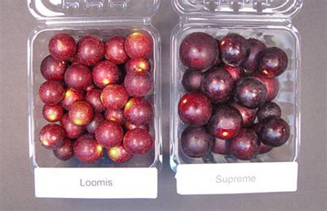 Loomis - Choosing a Cultivar Muscadine Grape Breeding