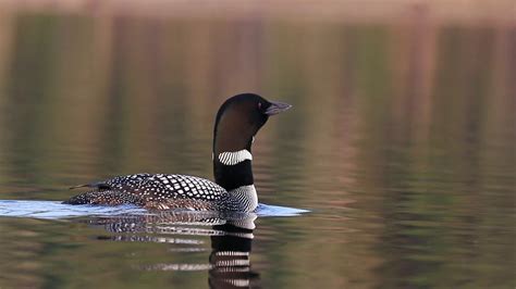 Loon call. Things To Know About Loon call. 