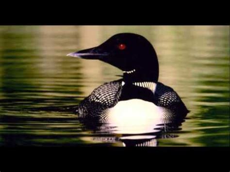 Loon noise. Scientists have solved one of nature's greatest mysteries: How do big bull elks produce an eerie shriek that sounds like the Ringwraiths from The Lord of the... 