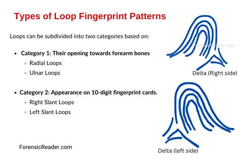 Loop Fingerprint Pattern 5 Rules and 4 Types With Images
