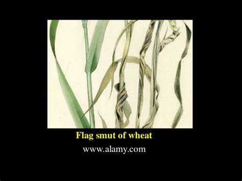 Loose smut and flag smut of wheat - SlideShare