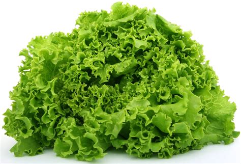 Looseleaf Lettuce: Season, Nutrition, How to Eat, Store, Cook ...