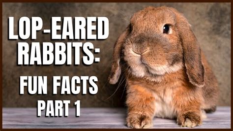 Lop Eared Rabbits: Fun Facts (Part 1) - YouTube