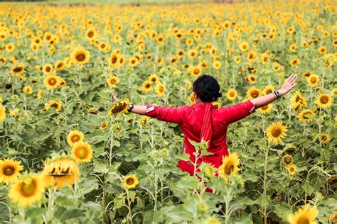 Lopburi Sunflower Fields, Kebun Bunga Matahari Thailand