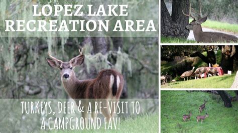 Lopez Lake Recreation Area ~ Turkeys, Deer & A Re-Visit to A …