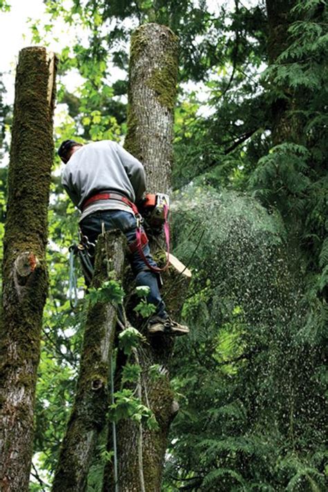 We found the best tree removal services in Louisville, plus provided tips on choosing the right company. ... 1167 E Broadway, Louisville, KY 502-515-8199 www.louisvilletreeservice.biz www.louisvilletreeservice.biz. ... Lopez Tree Service. User Reviews: 4.6/5 . 9400 Galene Dr Louisville, KY 40299 . Bob Ray Co. Inc. User Reviews: 4.4/5 ..