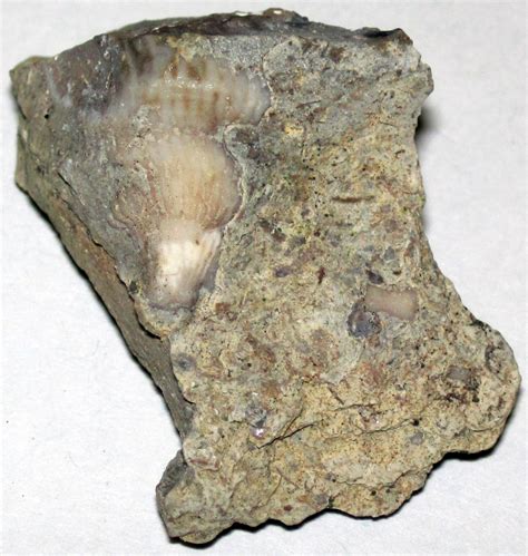 Hystriculina. Restoration of the Carboniferous synapsid (mammal precursor) – type locality for genus. – type locality for genus. Restoration of the Carboniferous-Permian ray-like cartilaginous fish. Juresania nebrascensis2. – type locality for genus. Phosphate nodules containing fossils of the Carboniferous. – type locality for genus.. 