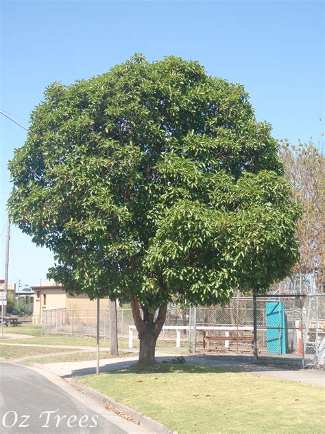 Lophostemon confertus - Queensland Brush Box - Speciality Trees