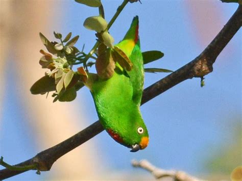 Lorículo Papú - eBird