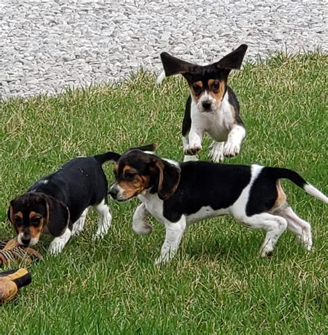 Lorain county beagle club. First two weekends in November are the next upcoming events we have! If interested in knowing what they are reach out to us and we can get you full details! 