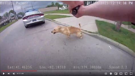 This happened in Lorain Ohio. A family’s dog Dixie was shot while approaching the officer in a friendly manner, then 3 more times as she tried to run.... 