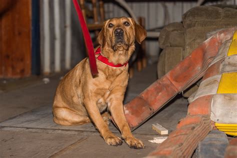 Los Angeles County Fire Department welcomes arson dog to its investigations unit