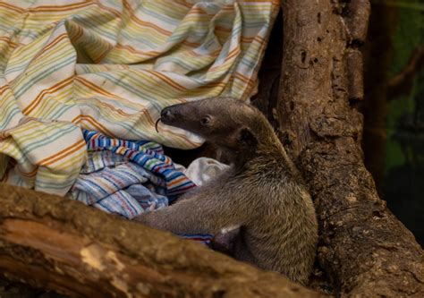 Los Angeles Zoo celebrates birth of first southern tamandua