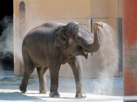 Los Angeles Zoo mourns death of Asian elephant Shaunzi