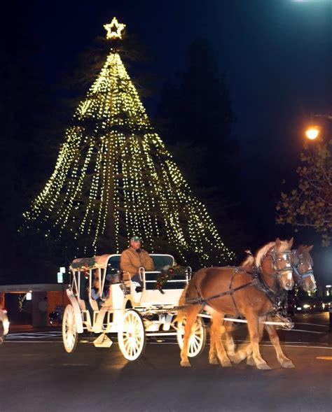 Los Gatos holiday tree marks centennial year in town plaza