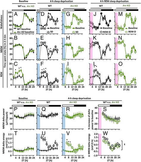 Loss of Arc attenuates the behavioral and molecular responses …