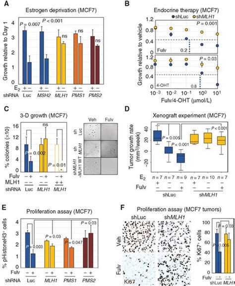 Loss of MutL Disrupts CHK2-Dependent Cell-Cycle Control …