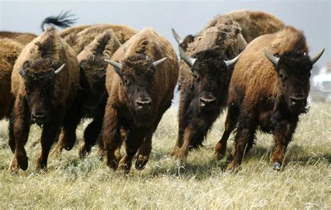 Loss of bison herds still affecting Plains First Nations, research suggests