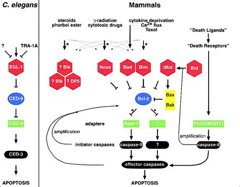 Loss of the tissue-specific proapoptotic BH3-only protein Nbk