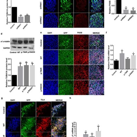 Loss-of-Function Plays a Major Role in Early Neurogenesis of