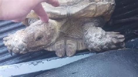 Lost African tortoise reunited with owners after 3.5 years