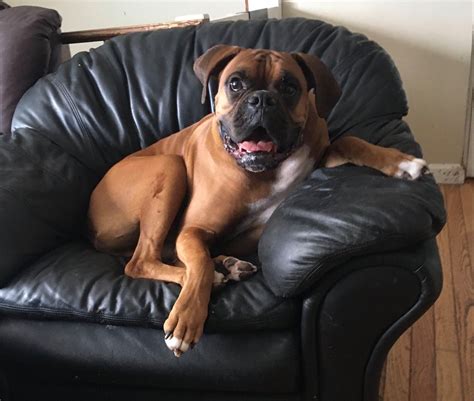Lost Boxer Puppy