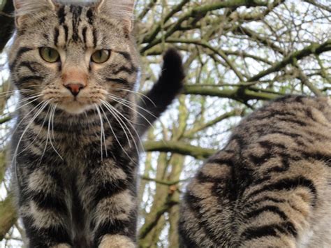 Lost and found cats in stoke-on-trent - Facebook