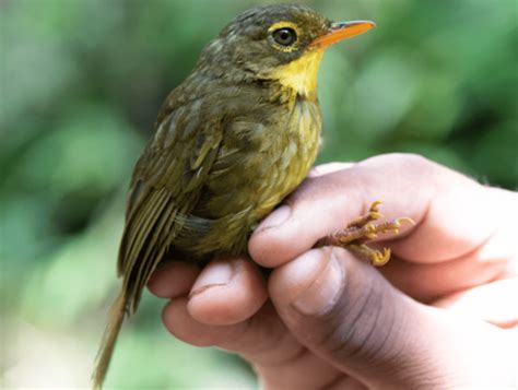 Lost birds logan. .  ...