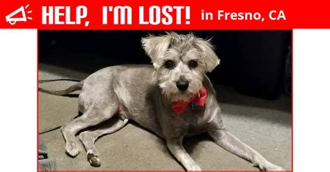 Lost dog fresno. Things To Know About Lost dog fresno. 