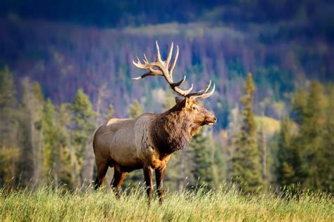 Lost elk roams Illinois, report sightings to game warden