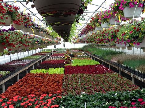 Get lost in a sea of flowers at Baker’s Acres Greenhouse #flowershoppi