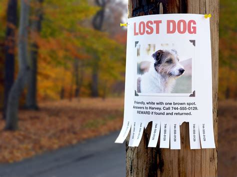 Create a flyer you can distribute. . Lostmydoggie
