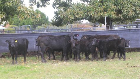 Lot 338 - 5 PTIC Cows & 5 Calves AuctionsPlus