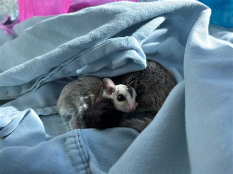 Lot of exotic sugar gliders land at the MSPCA