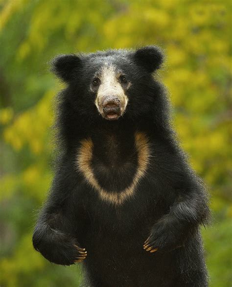 Lothabear
