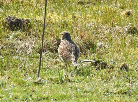 Lots of ‘year-ticks’ at a windy Lymington. The Financial Birder