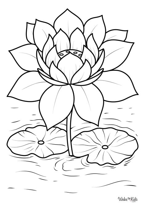 Lotus Coloring Pages