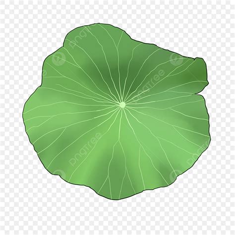 Lotus Leaf İconnbi