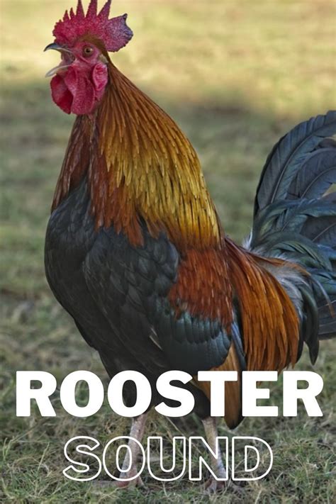 Loud rooster sound effect.  View Rooster Sound Effects collection by timbretinkermaster...