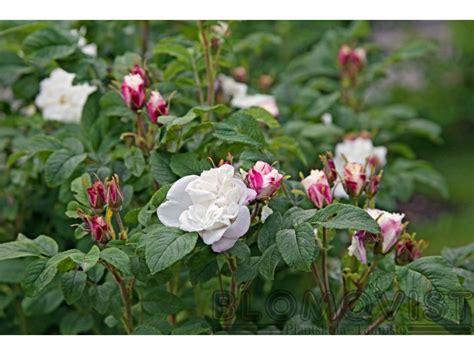 Louise bugnet samplantering.