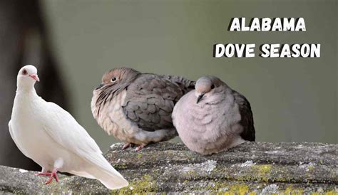Louisiana Dove Season 2022 2023