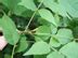 Louisiana Plant ID Carya cordiformis (bitternut hickory) - LSU