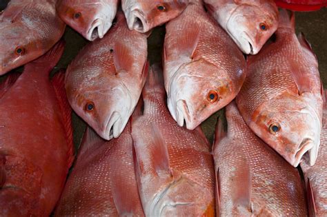 Louisiana Private Recreational Red Snapper Season to Open in May