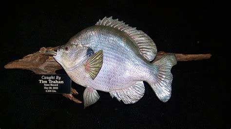 Louisiana State Fish Records