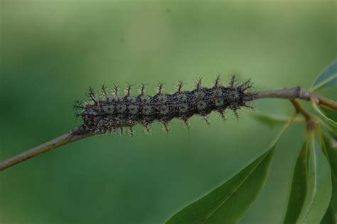 Louisiana caterpillar. Things To Know About Louisiana caterpillar. 