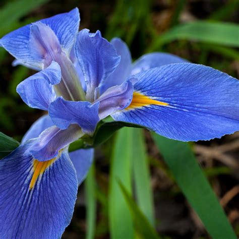Louisiana iris. Iris hexagona inhabits the southern Atlantic and Gulf Coasts, but by far, the greatest concentration is in the state of Louisiana, hence the name Louisiana Irises. When the Society for Louisiana Irises was organized in 1941 by a small group of dedicated growers and collectors, the irises were only a few years removed from their modern ... 