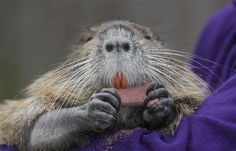 Louisiana works out deal for family to keep pet nutria