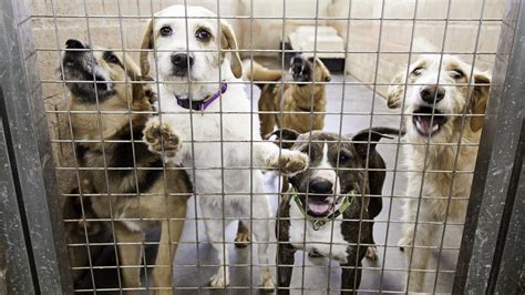 Louisville animal shelter. A Lyndon dog rescue organization said it's overrun with puppies, ... Louisville animal shelter 'desperately' needs homes for its overflow of puppies. Mar 8, 2024 Mar 8, ... 